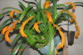 Ada aurantiaca Orchideen-Stammtisch 13. August 2020