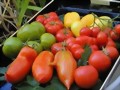 Neudorff Azet TomatenDnger - fr gesunde Tomaten