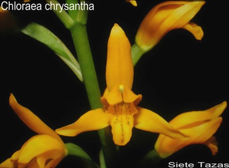 Chloraea chrysantha Poepp. 1833