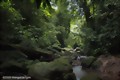 Gunung Leuser Nationalpark, im Reich der letzten Tiger. Gruppentreffen 8. März 2014