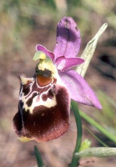 Ophrys pharia