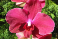 Jeden 2. Donnerstag im Monat ist Orchideenstammtisch Orchideen-Stammtisch 10. Januar 2019