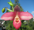 Phragmipedium Orchideen-Stammtisch 9. Mai 2019