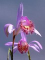 Pleione als Thema beim Orchideen-Stammtisch Orchideen-Stammtisch 14. März 2019