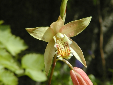 Bletilla ochracea
