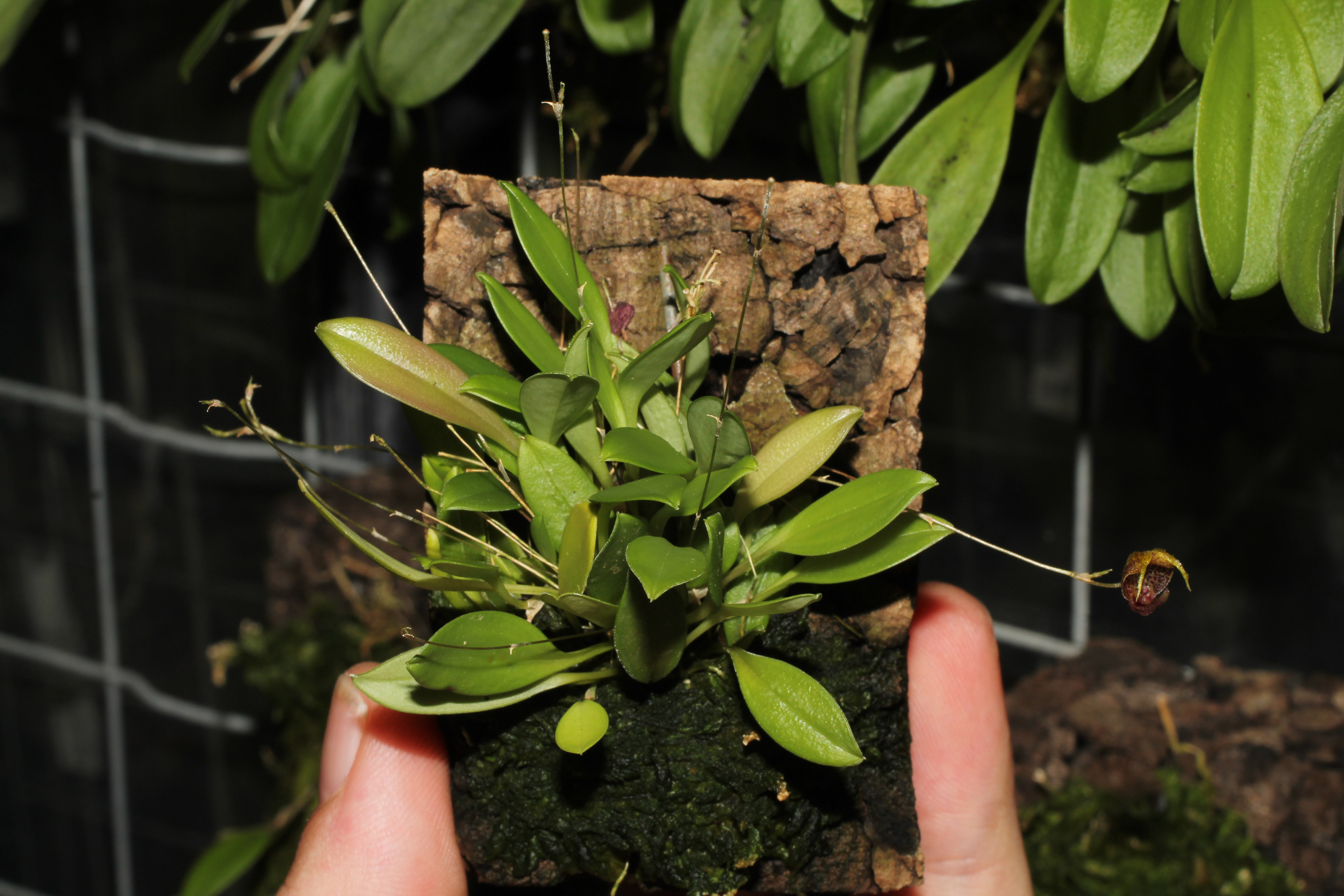 Habitus von Scaphosepalum rapax - Foto: Thomas Jacob