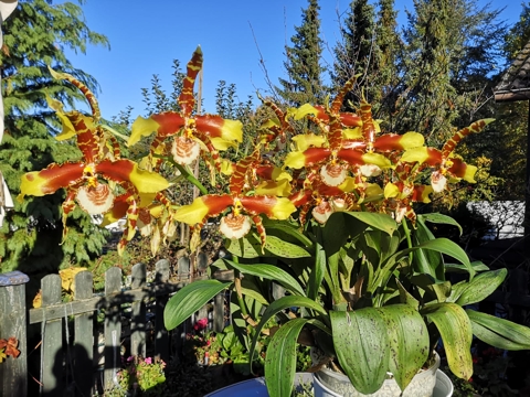 Rossioglossum grande 'Weiherkoenig'