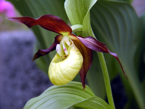 Cypripedium calceolus