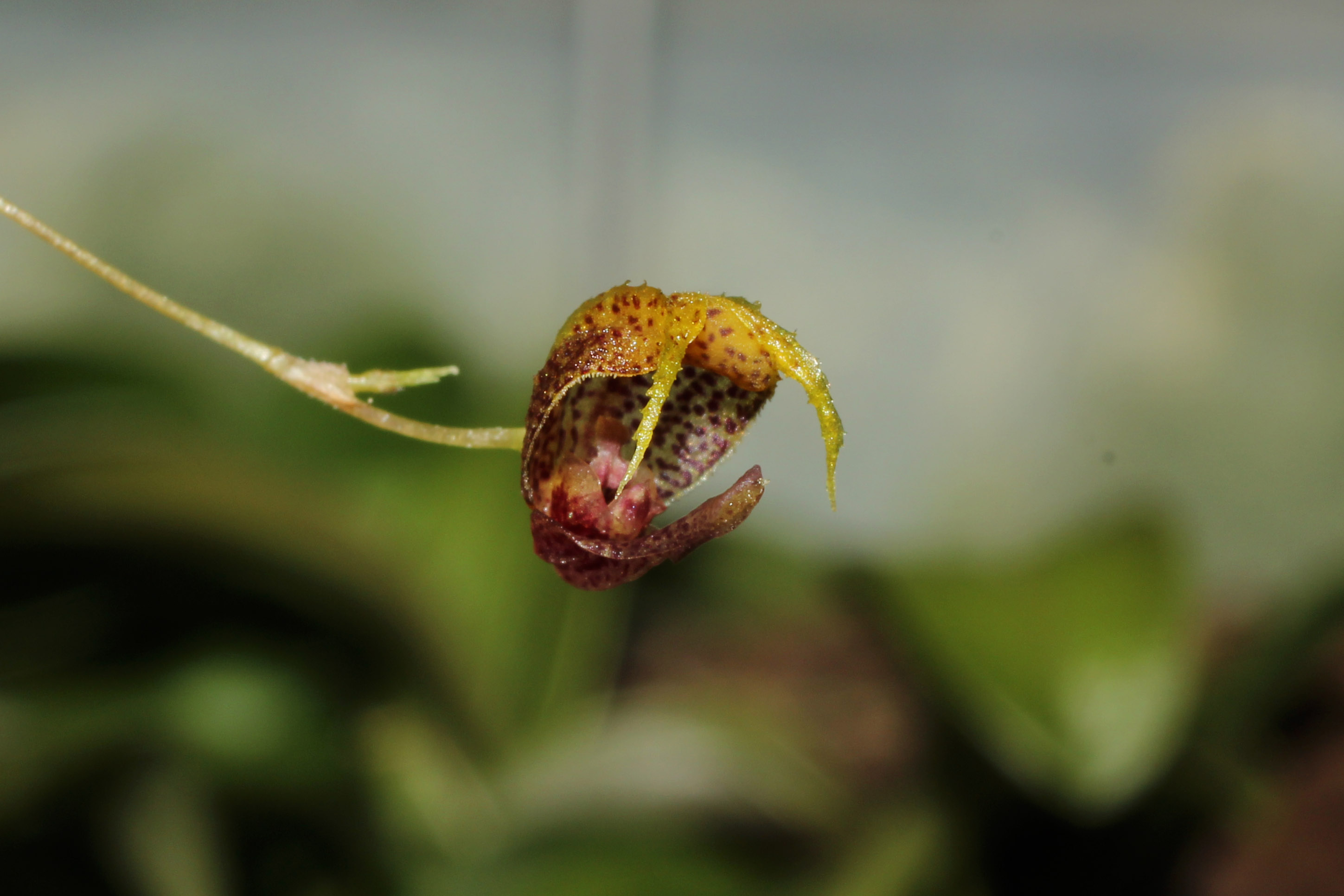 Seitenansicht der Blüte von Scaphosepalum rapax - Foto: Thomas Jacob