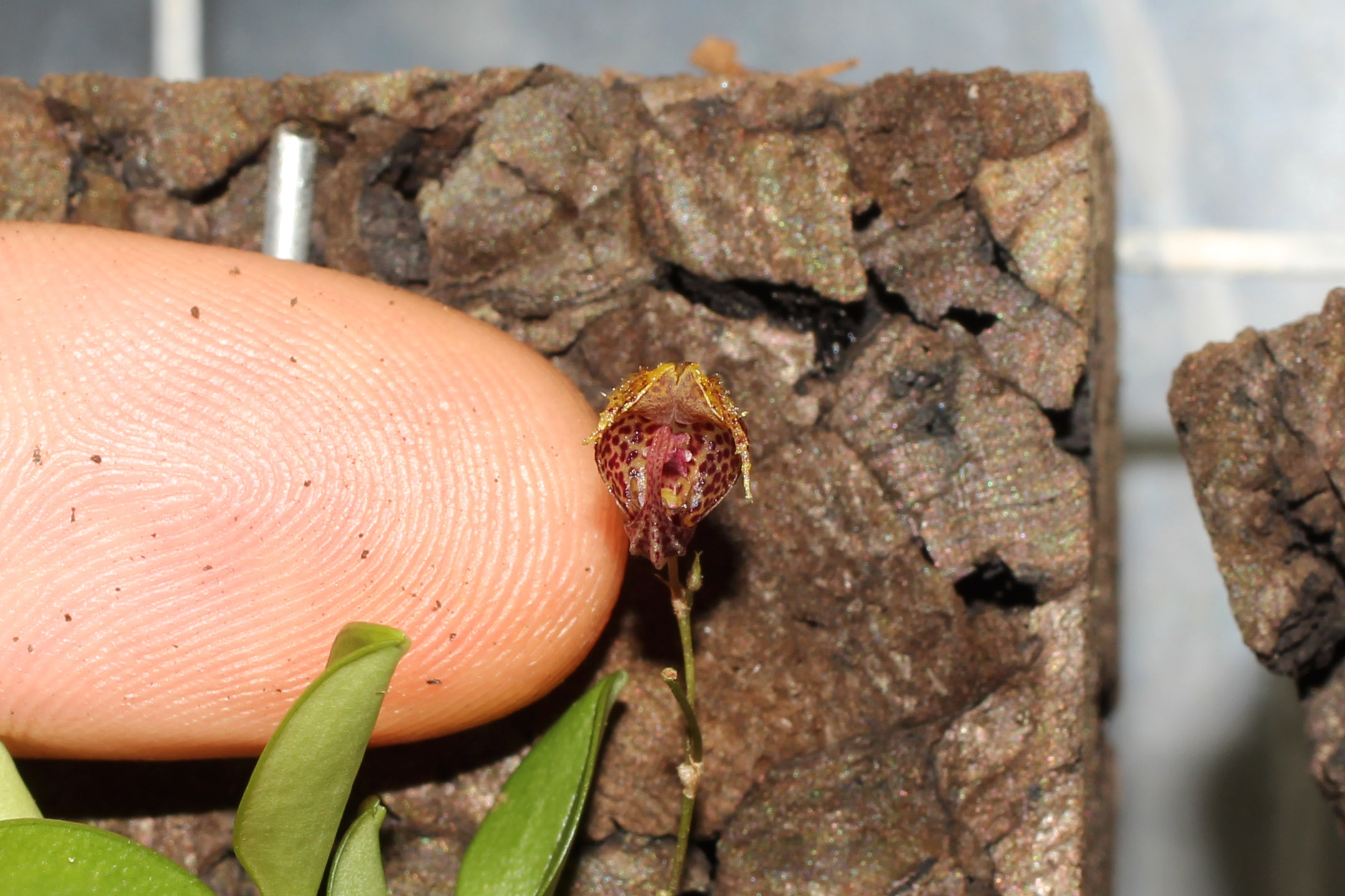 Größenvergleich der Blüte von Scaphosepalum rapax mit meinem Zeigefinger - Foto: Thomas Jacob