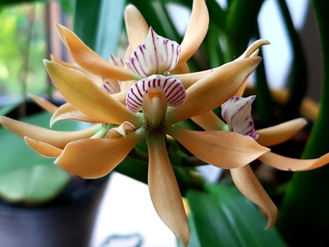 prosthechea