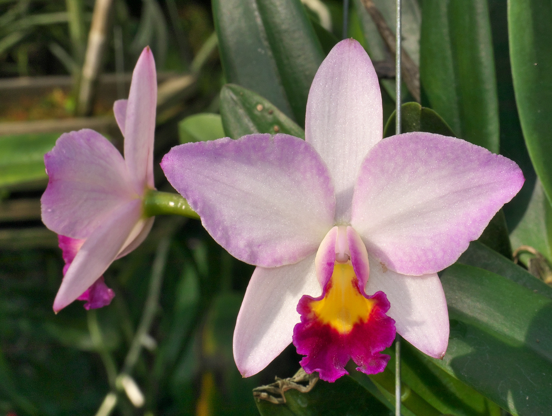 Eisenheimer Orchideengärtnerei