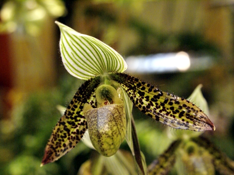 Paphiopedilum sukhakuhlii Hybride