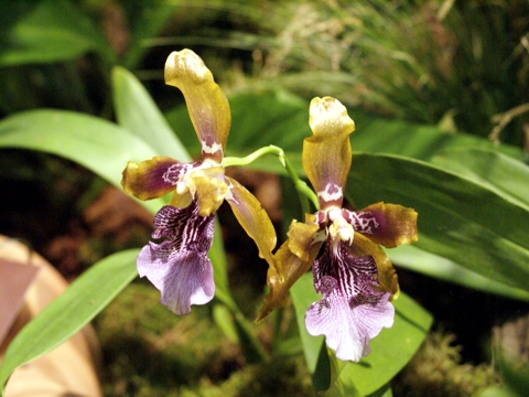 Odontoglossum wyattianum