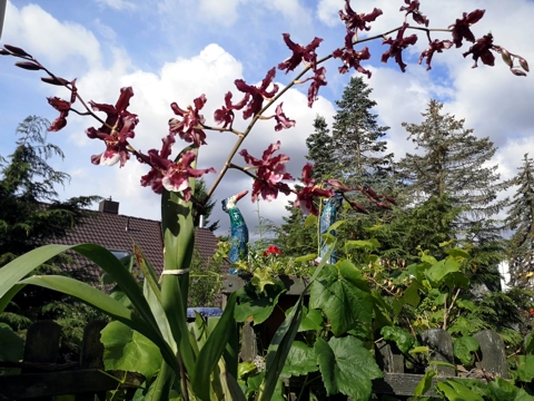 Mehrgattungshybride mit Odontoglossum