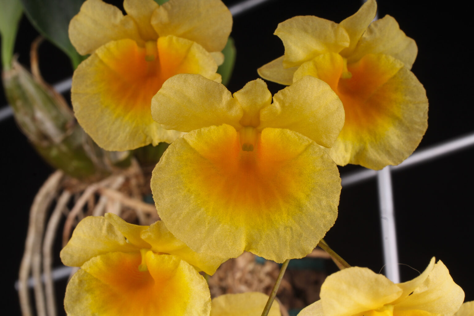 Dendrobium lindleyi - Orchidee der Woche 2023/05 - Jacobs, Thomas