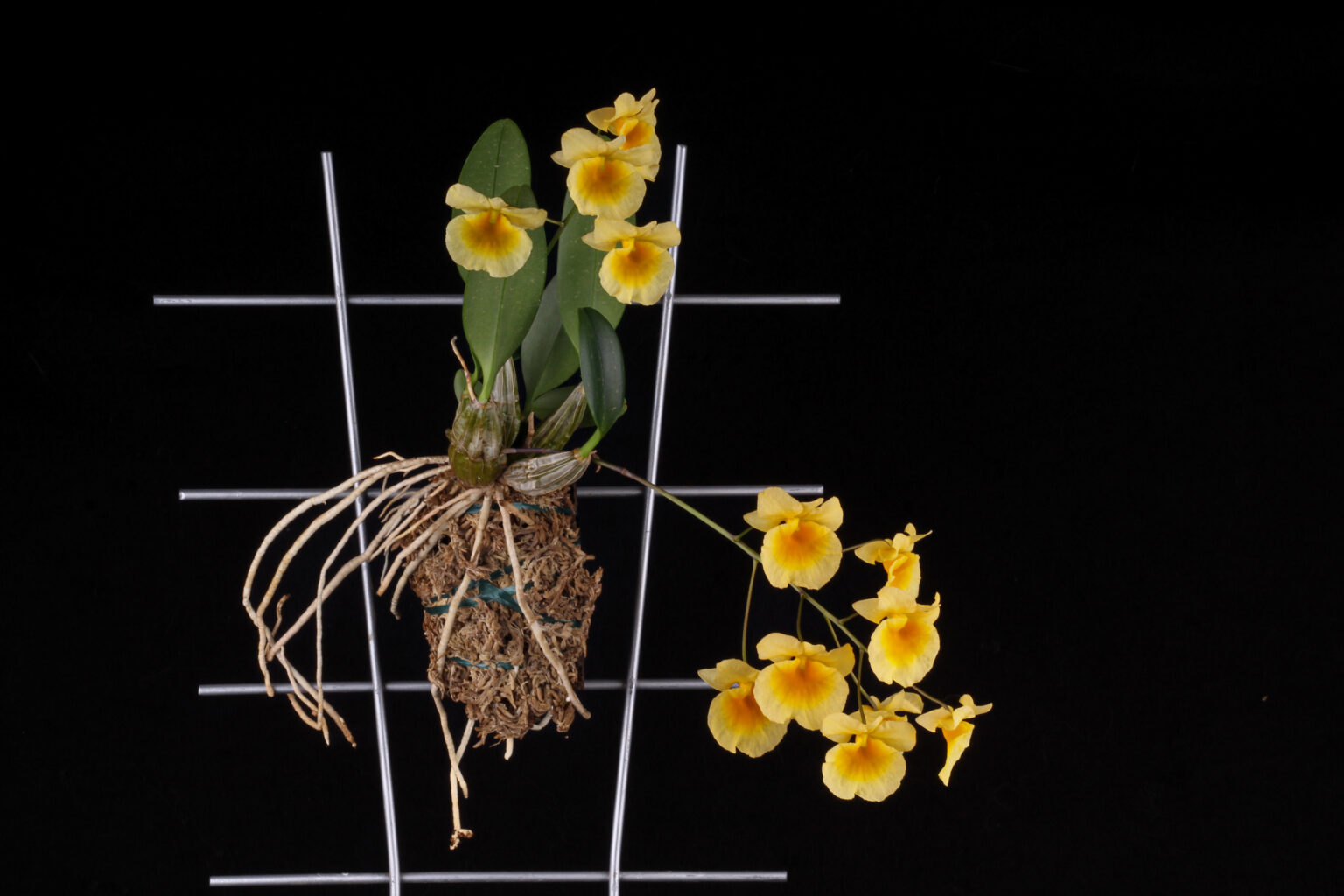 Dendrobium lindleyi - Orchidee der Woche 2023/05 - Jacobs, Thomas