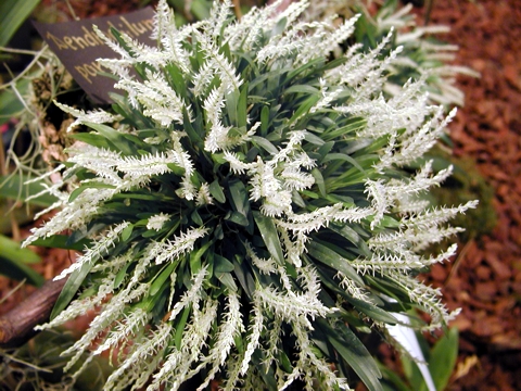 Dendrochilum parvulum