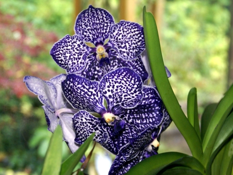 Vanda Hybride
