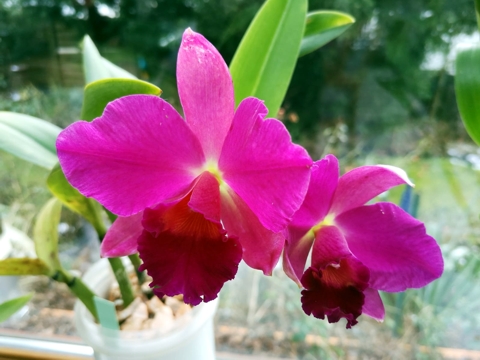 Cattleya Dr. Ernst Avenhaus