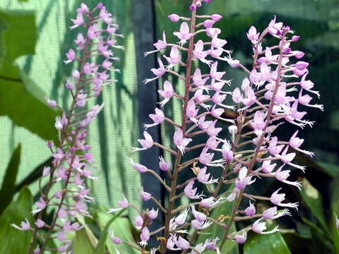 Stenoglotttis longifolia