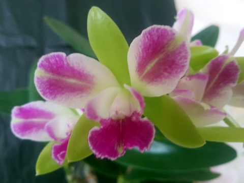 Cattleya Marianne