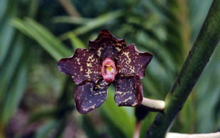 Bot. Exkursion in Sabah (Nord-Borneo) Teil 1: von 0 - 1200 m Höhe. Diavortrag von Herrn Thilo NORDHAUSEN (Röttenbach). Grammatophyllum kinabaluense, Beispielbild 2 von 20. Bot. Exkursion in Sabah (Nord-Borneo) Teil 1: von 0 - 1200 m Höhe. Diavortrag von Herrn Thilo NORDHAUSEN (Röttenbach). Grammatophyllum kinabaluense, Beispielbild 2 von 20.