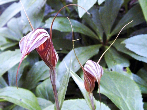 Pterostylis coccinea