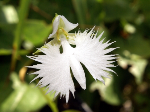Habenaria radiata
