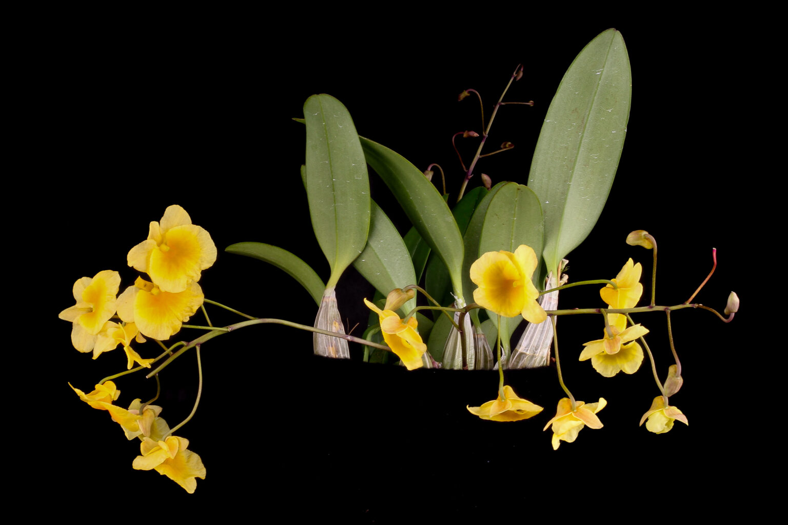 Dendrobium lindleyi - Orchidee der Woche 2023/05 - Jacobs, Thomas