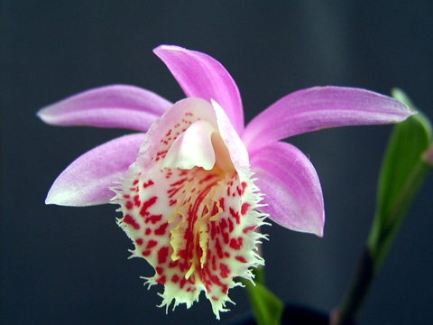 Pleione Arkengarthdale