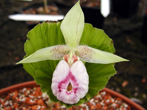 Cypripedium japonicum