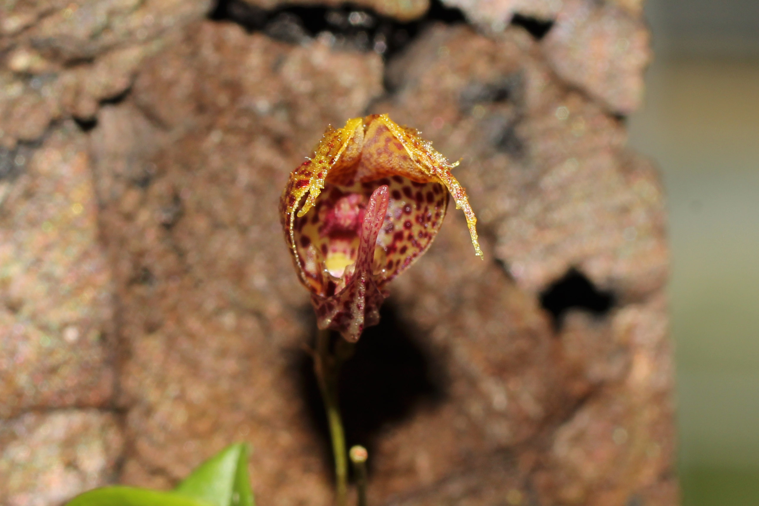 Scaphosepalum rapax - Einzelblüte - Foto: Thomas Jacob