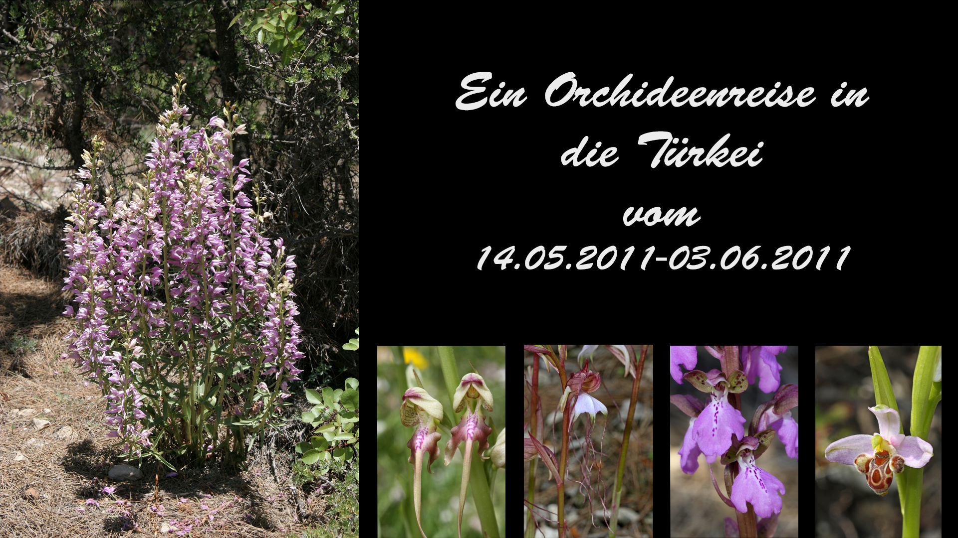 Herr Heinz-Werner Zaiss - Eine Orchideenreise in die Türkei Herr Heinz-Werner Zaiss - Eine Orchideenreise in die Türkei