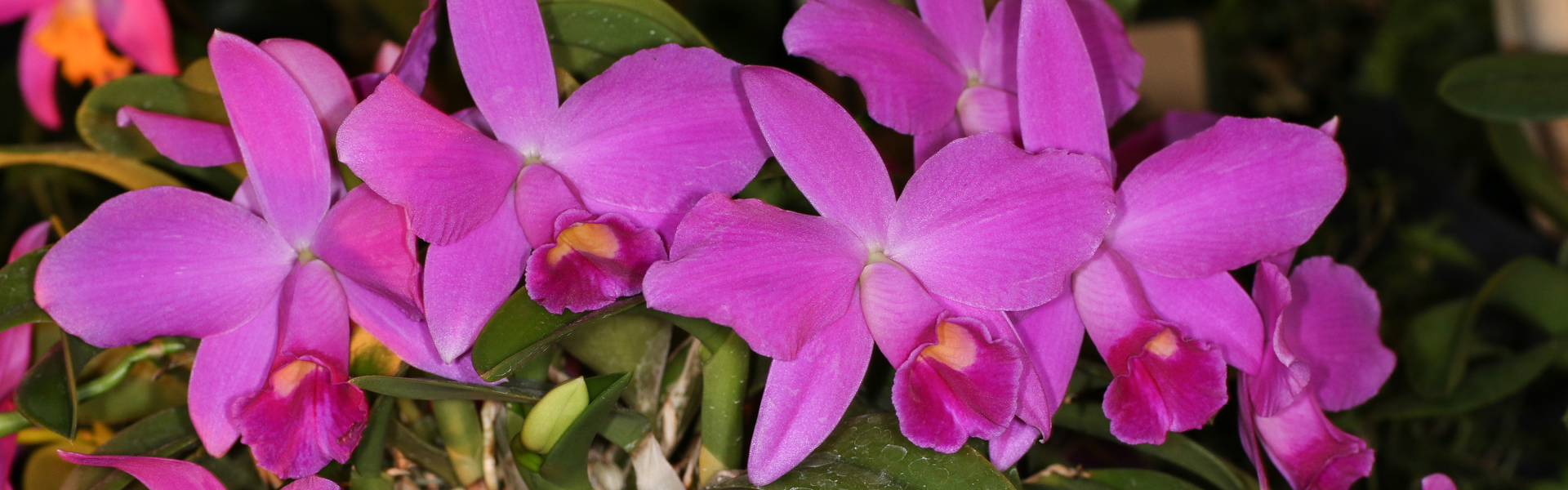 (c) Orchidee-nordbayern.de