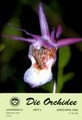 Die Orchidee 51(2) 2000