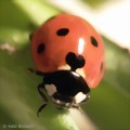 7-Punkt Marienkfer (Coccinella septempunctata) gegen Blattluse