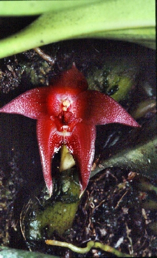 Bulbophyllum vinaceum  AMES & C. SCHWEINF., 1920