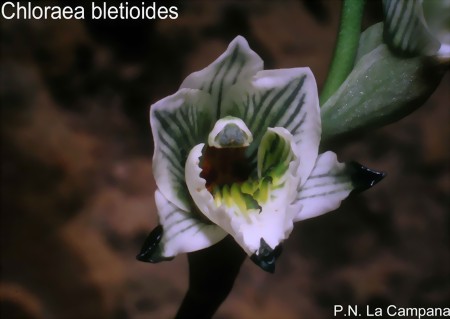 Chloraea bletioides LINDL. 1827