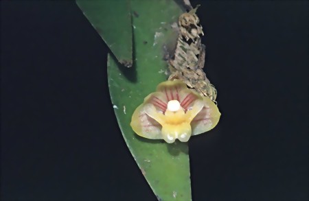 Dendrobium kiauense