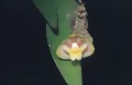 Dendrobium kiauense