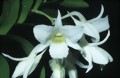 Dendrobium ovipostoriferum J. J. Smith 1912