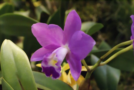 Cattleya-Hybride auf der Orchideenausstellung