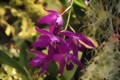 Laelia-Hybride auf der Orchideenausstellung