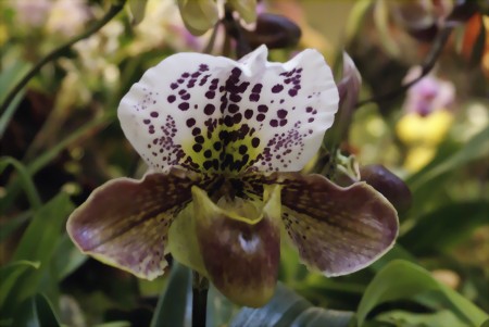 Paphiopedilum-Hybride auf der Orchideenschau