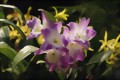 Dendrobium-Hybride