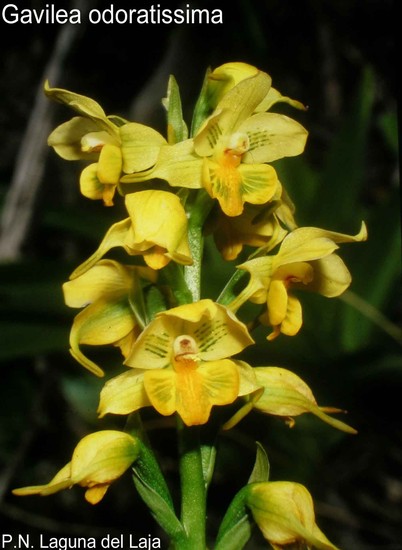 Gavilea odoratissima (POEPP. & ENDL.) POEPP. 1833