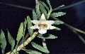 Dendrobium pachyanthum