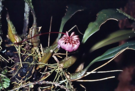 Bulbophyllum auratum