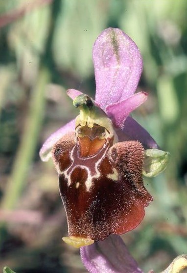 Ophrys pharia
